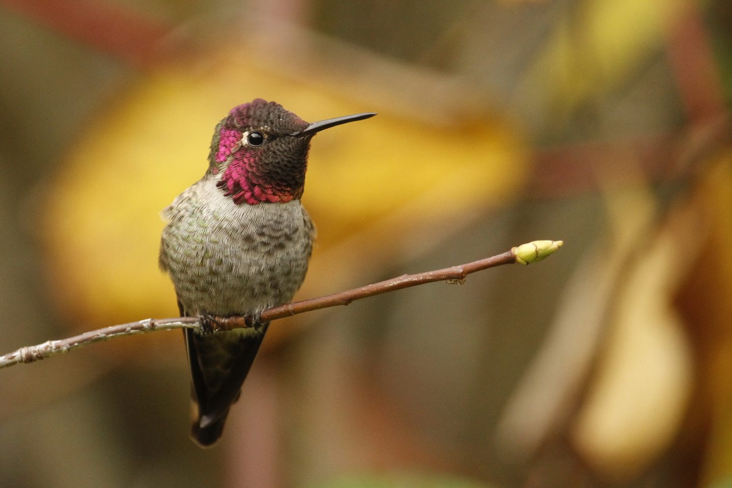 Anna-ShayneKaye-1 - BC Bird Trail