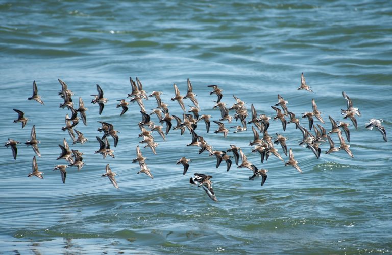 Flock of sandpipers flying over the ocean.