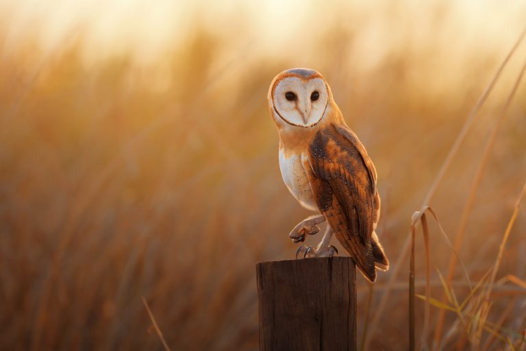 Barn Owl perching on wooden post with one leg lifted and a golden background of blurred grass.