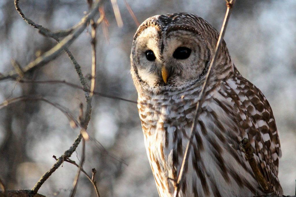 Barred Owl in a tree
