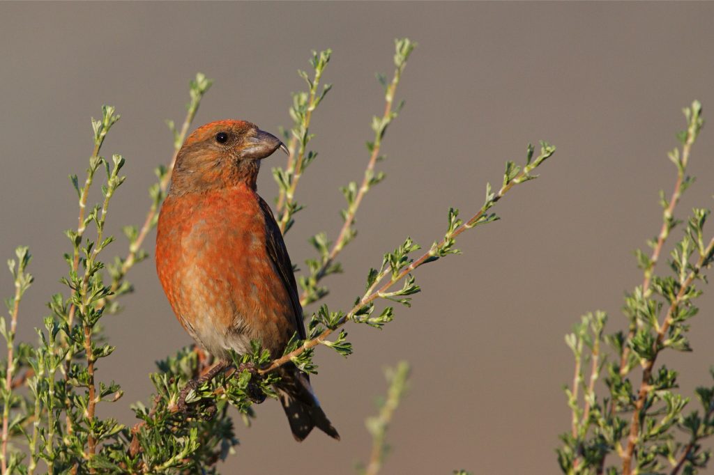 Red Crossbill sitting on a green branch