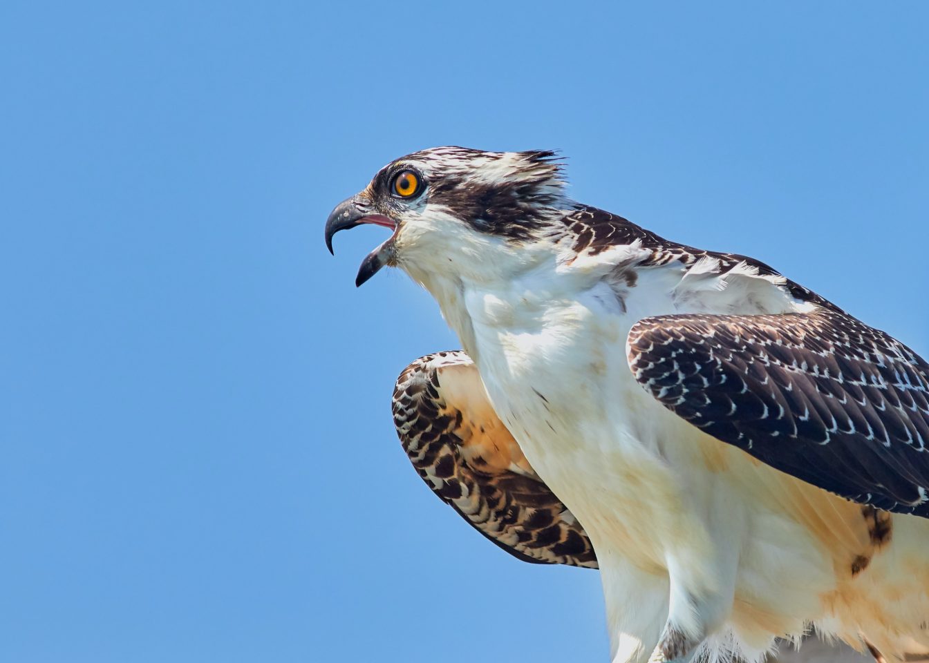 Photo of Osprey call