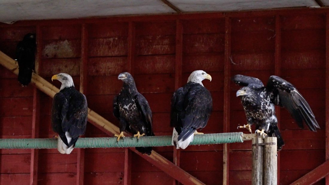 Rehabilitating Eagles rest on a bar inside a flight enclosure