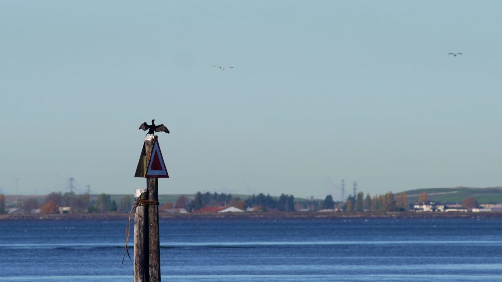 Birding at Blackie Spit