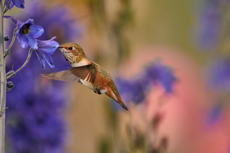 Rufous hummingbird in flight drinking nectar from a purple flower